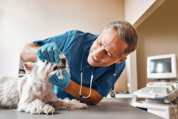 Best Emergency Denture Repair in Belding, MI